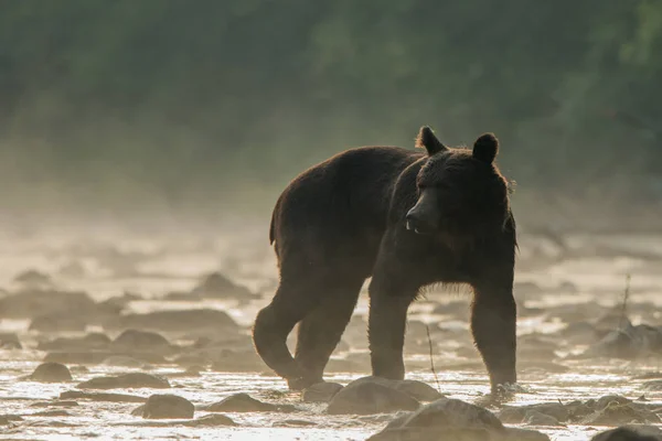 桑河里的棕熊 比什扎迪山 — 图库照片