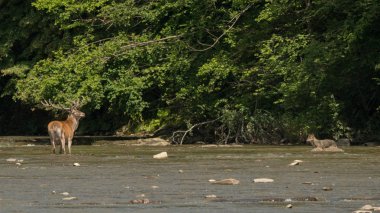 Kurt nehre geyik saldırır. Bieszczady Dağlar. Polonya