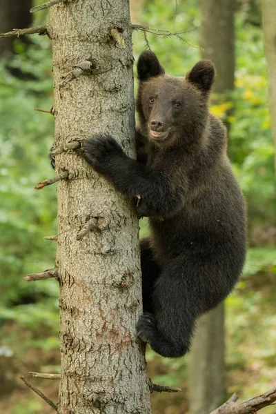 Jovem Urso Marrom Sobe Uma Árvore Floresta Montanhas Bieszczady — Fotografia de Stock