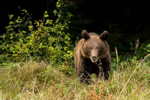 Niedwied Brunatny Ursus Arctos Vychází Temného Lesa Bukovské Vrchy Polsko — Stock fotografie