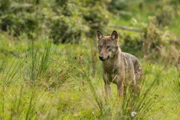 Lobo Prado Montanhas Bieszczady Polónia — Fotografia de Stock