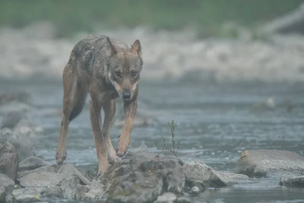 Wolf Canis Lupus Rio San Montanhas Bieszczady Polónia — Fotografia de Stock