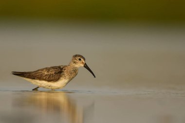 Kızıl kum kuşu / Calidris ferruginea