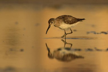 Kızıl kum kuşu / Calidris ferruginea