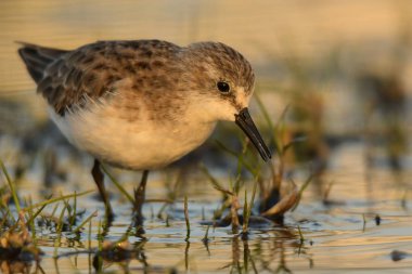 Küçük ölçü / Calidris minuta