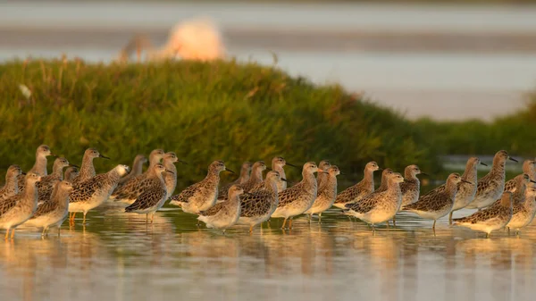 Ein Vogelschwarm Überwintert Der Stadt Halskrause Calidris Pugnax — Stockfoto