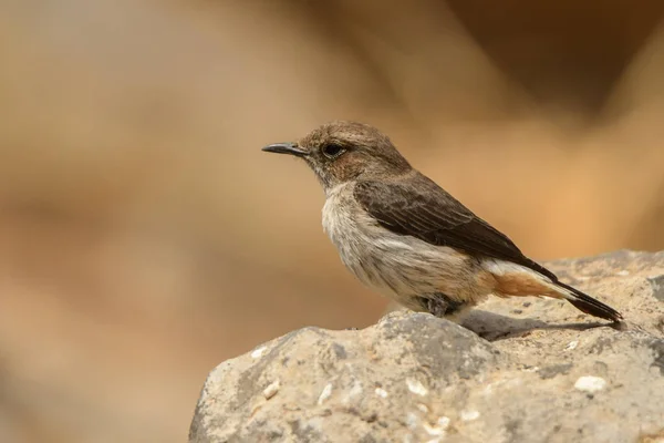 Arabian Каменки Oenanthe Lugentoides — стоковое фото