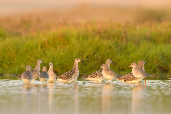 A flock of birds wintering in Oman. Ruff / Calidris pugnax