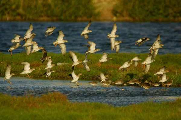 オマーンで越冬鳥の群れ Calidris Pugnax — ストック写真