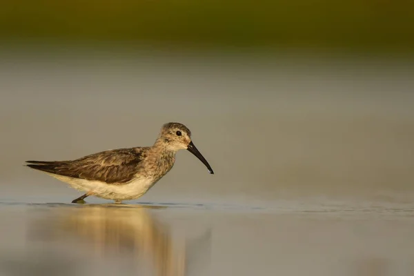 Curlew Sandpiper Calidris Ferruginea — Fotografia de Stock