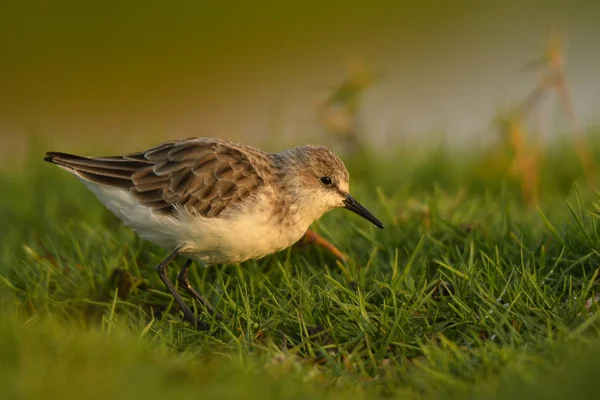 Pequeno Stint Calidris Minuta — Fotografia de Stock