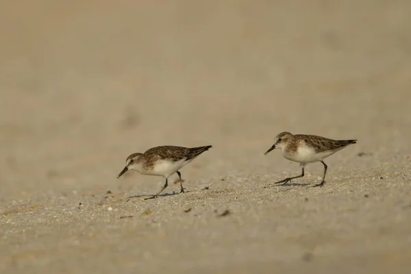 Pequeno Stint Calidris Minuta — Fotografia de Stock