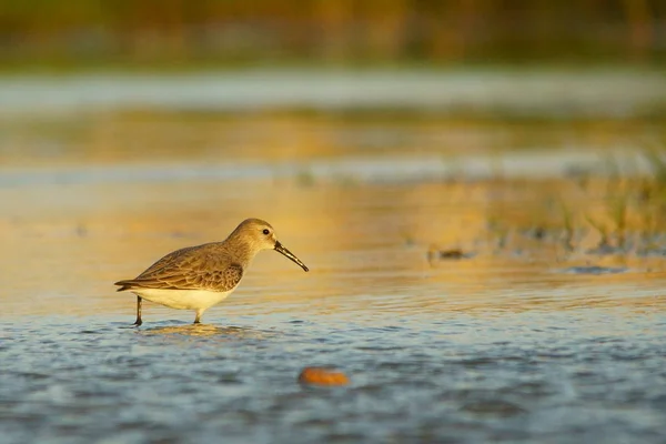 Curlew Sandpiper Calidris Ferruginea — стокове фото