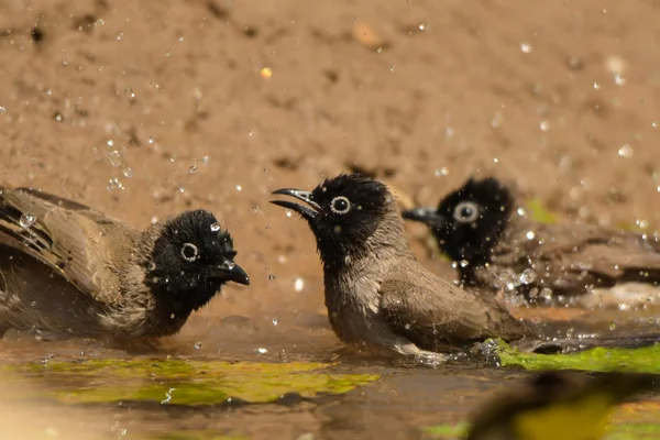 鸟儿在水里游动 白眼镜 Bulbu Pyc诺图斯黄曲霉 — 图库照片