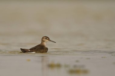 Ortak Sandpiper / Actitis hypoleucos