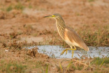 Alaca balıkçıl / Ardeola ralloides