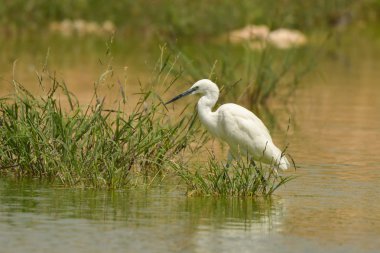 Küçük ak balıkçıl / Egretta garzetta