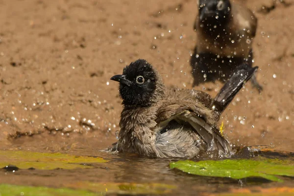 Krásný Pták Vaně Bílá Brýlatý Bulbul Pycnonotus Xanthopygos — Stock fotografie