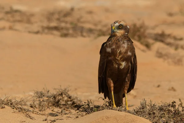 Harrier Des Marais Circus Aeruginosus — Photo