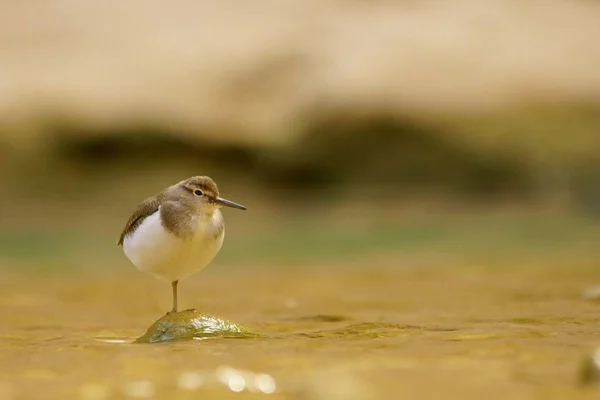 Frequentes Sandpiper Actitis Hypoleucos — Fotografia de Stock