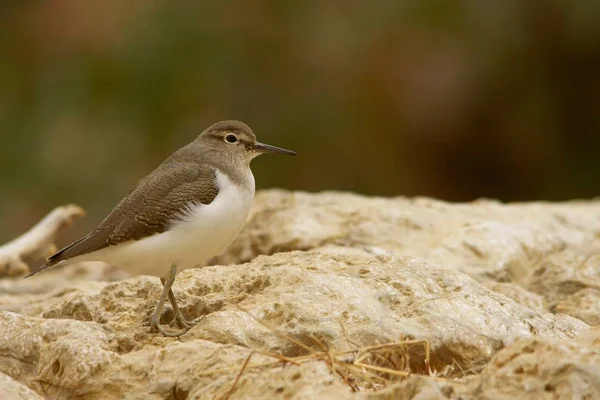 Загальні Гіполюкози Sandpiper Actitis — стокове фото