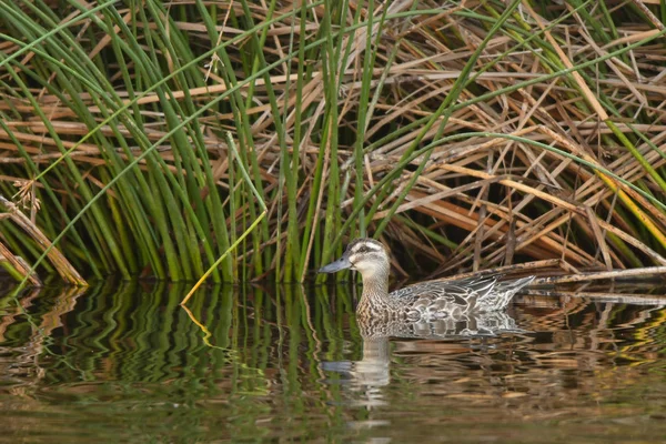 Meerbusch Anas Querquedula Wie — Stockfoto