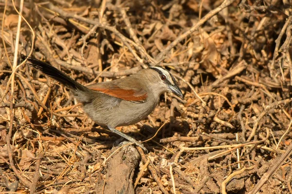 Kara Tepeli Tchagra Tchagra Konuşmacı — Stok fotoğraf