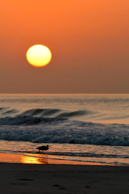 Bir kuş güneşin bir arka plan üzerinde silüeti. Western resif-ak balıkçıl / Egretta gularis
