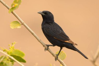 Sağlam bir arka plan bir dalda kuş. Tristram'ın Starling / Onychognathus tristramii