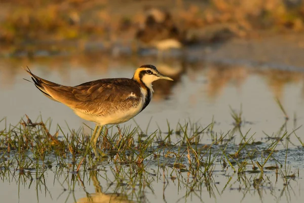 Jacana Queue Faisan Hydrophasianus Chirurgus — Photo