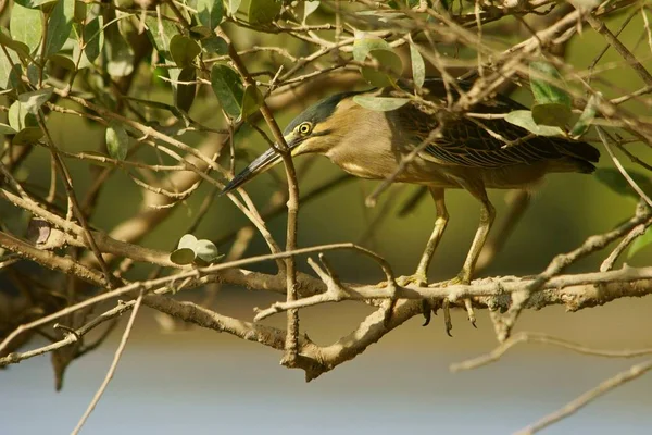 Mangrov Ağaçta Gizli Bir Kuş Heron Çizgili Butorides Striata — Stok fotoğraf
