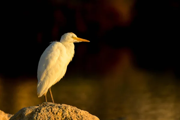 昇る太陽の光線の中の鳥 ウエスタン アマサギ Bubulcus Ibis — ストック写真