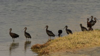 Kuş besleme grubu. Parlak Ibis / Plegadis falcinellus