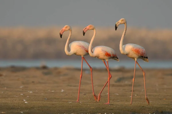 Aves Adultas Praia Flamingo Maior Phoenicopterus Roseus — Fotografia de Stock