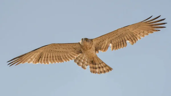 Silhouette of a bird of prey in flight. Short-toed Eagle / Circaetus gallicus