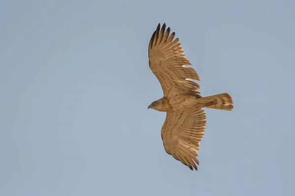 Silhouette of a bird of prey in flight. Short-toed Eagle / Circaetus gallicus