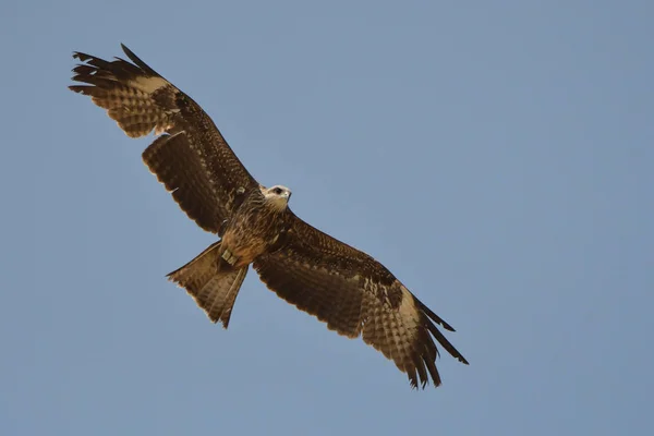 Silhouet Van Een Roofvogel Aanboord Zwarte Wouw Milvus Migrans — Stockfoto