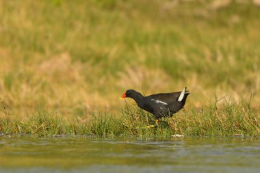 Avrasya Moorhen / Gallinula chloropus