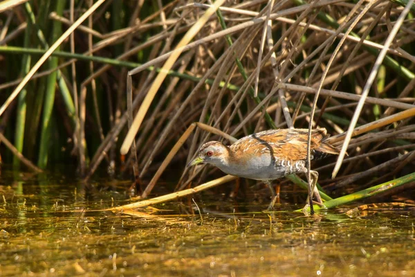 Baillon Wachtelkönig Zapornia Pusilla — Stockfoto