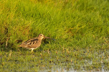 Ortak su çulluğu / Gallinago gallinago