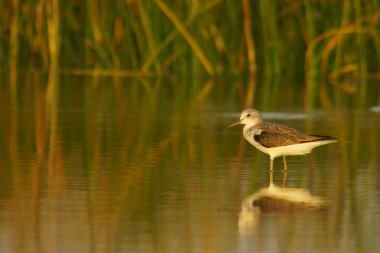 Ortak Greenshank / Tringa nebularia