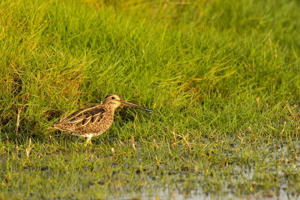 Common Snipe Gallinago Gallinago — Stock Photo, Image