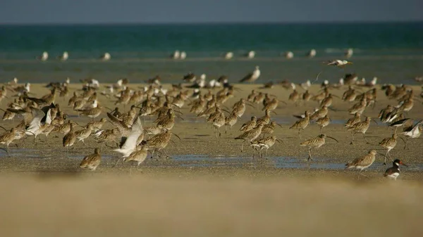 Eurásia Curlew Numenius Arquata — Fotografia de Stock