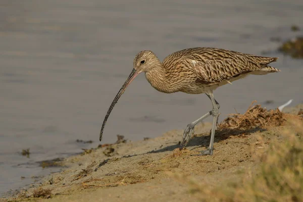 Eurasian Curlew Numenius Arquata — Stock Photo, Image