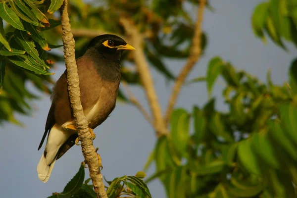 Pták Sedí Větvi Pozadí Zelených Listů Majna Obecná Acridotheres Tristis — Stock fotografie