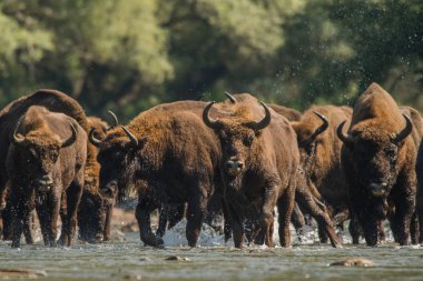 Wisent / Avrupa bizonu (Bizon bonasus) su. San Nehri. Bieszczady Dağlar. Polonya.