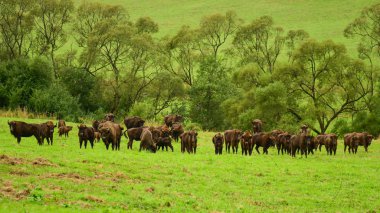 Wisents (Bizon bonasus) çayırda. Bieszczady Dağlar. Polonya.