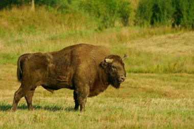 Wisent (Bizon bonasus) çayırda. Bieszczady Dağlar. Polonya.