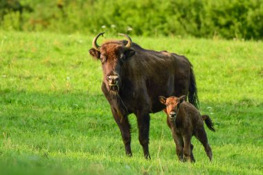 Wisents (Bizon bonasus) çayırda. Bieszczady Dağlar. Polonya.