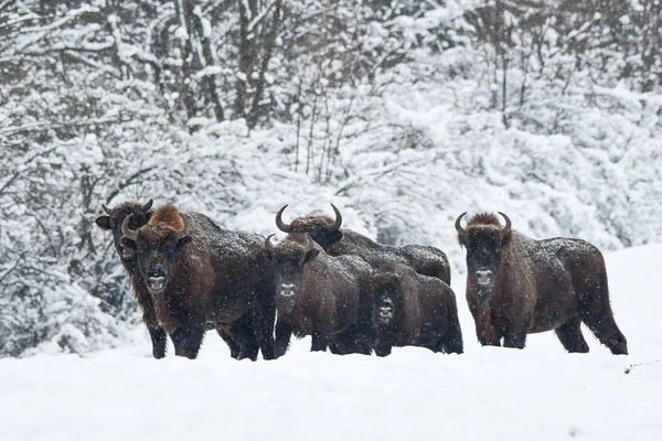 Wisent / European bison (Bison bonasus) in the meadow. Bieszczady Mountains. Poland.
